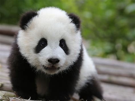 Mata Panda Warnanya